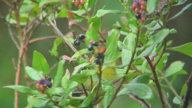 Yellow-breasted Brushfinch - ML629919134