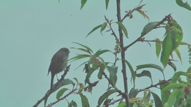 Plain-colored Seedeater - ML629919209