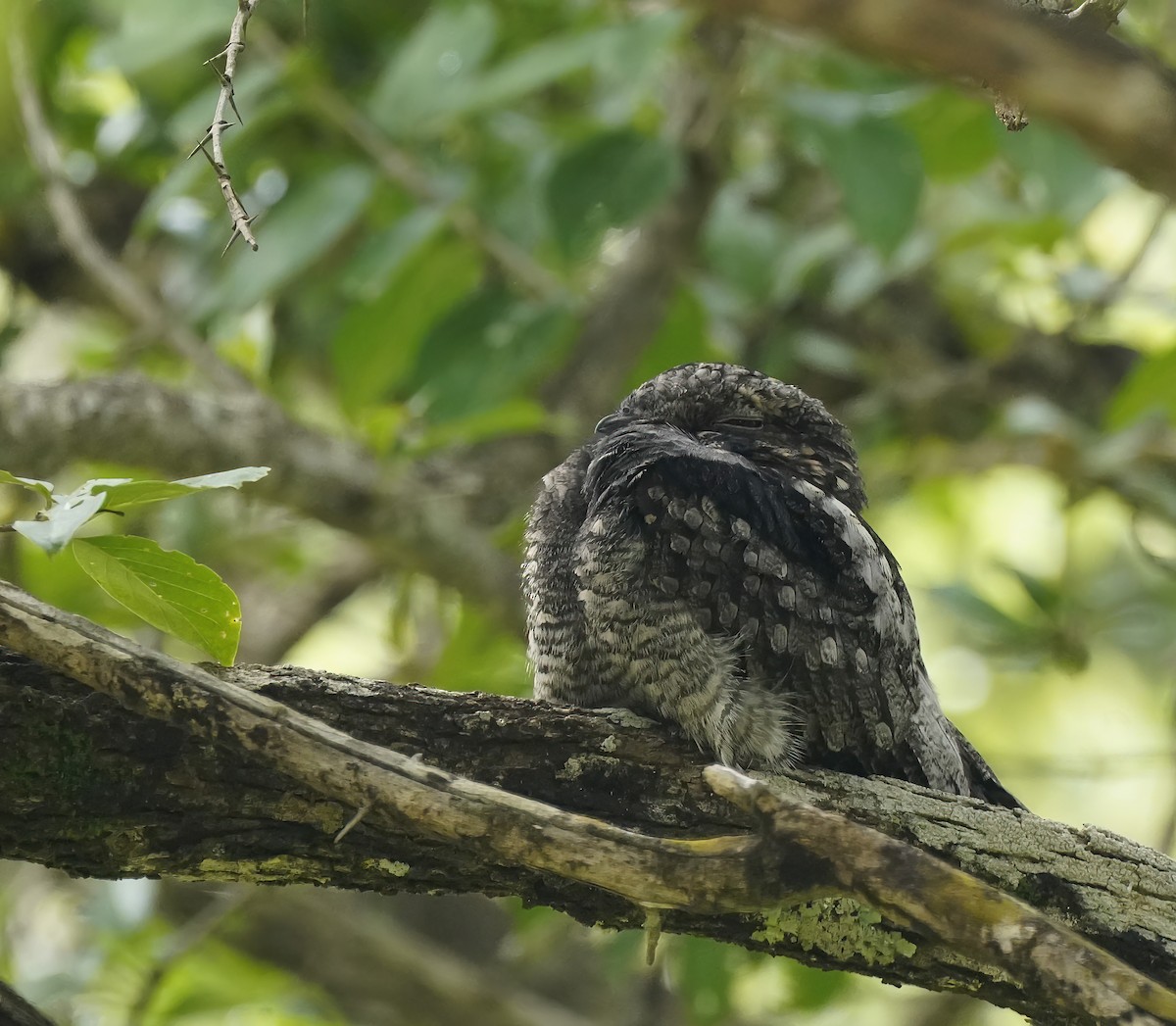 Jungle Nightjar - ML629919376