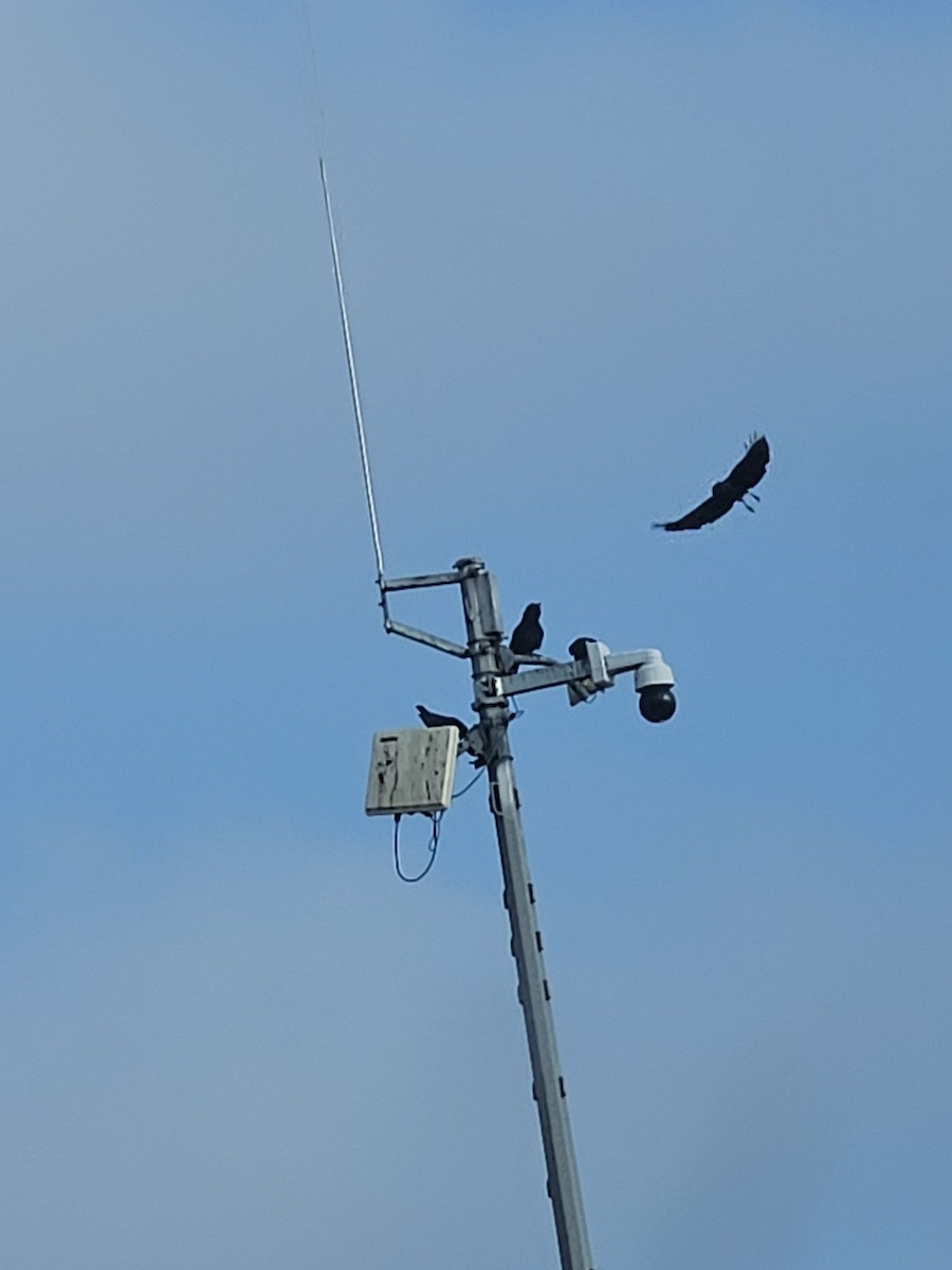 Tamaulipas Crow - ML629919512