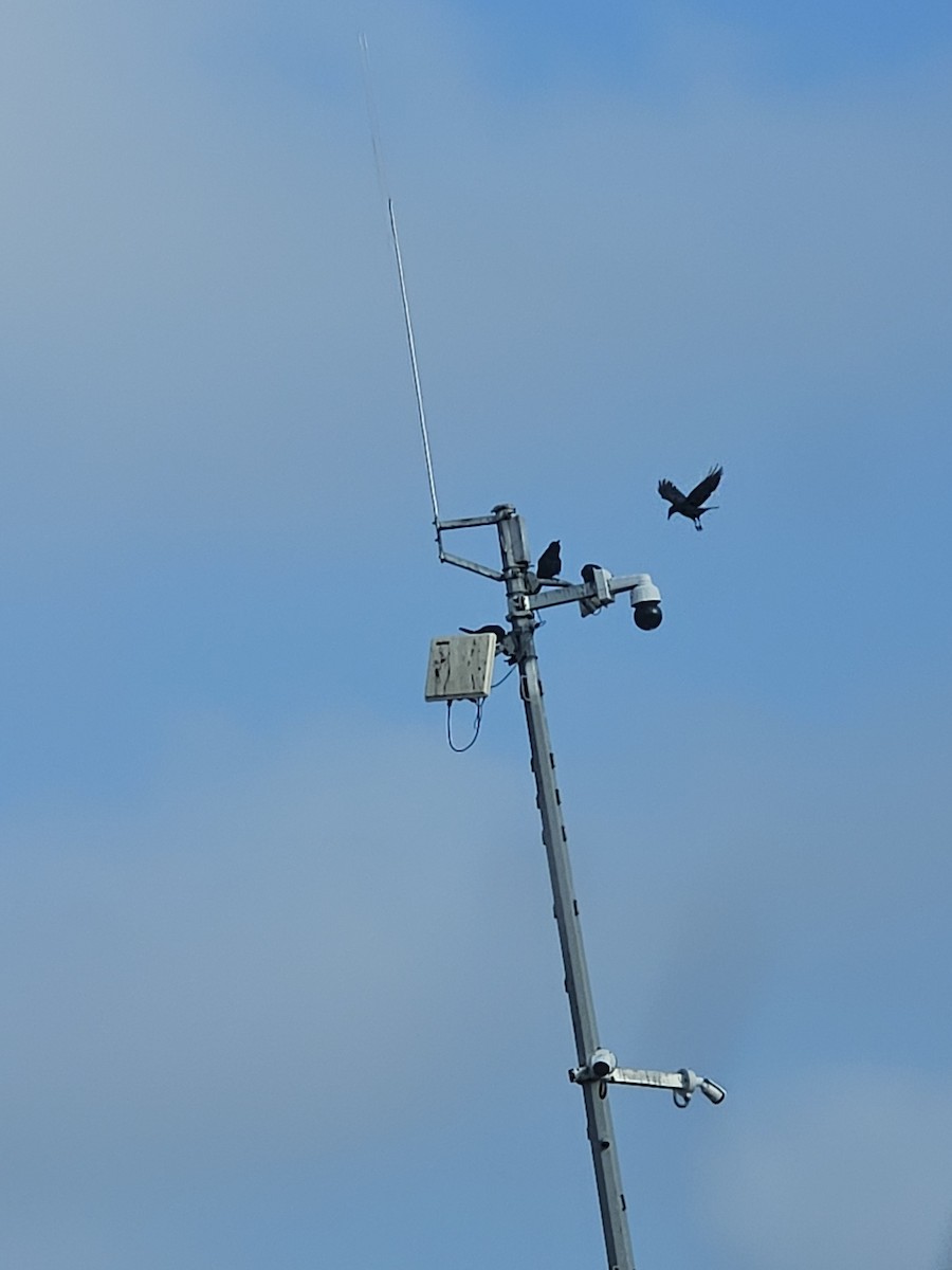 Tamaulipas Crow - ML629919513