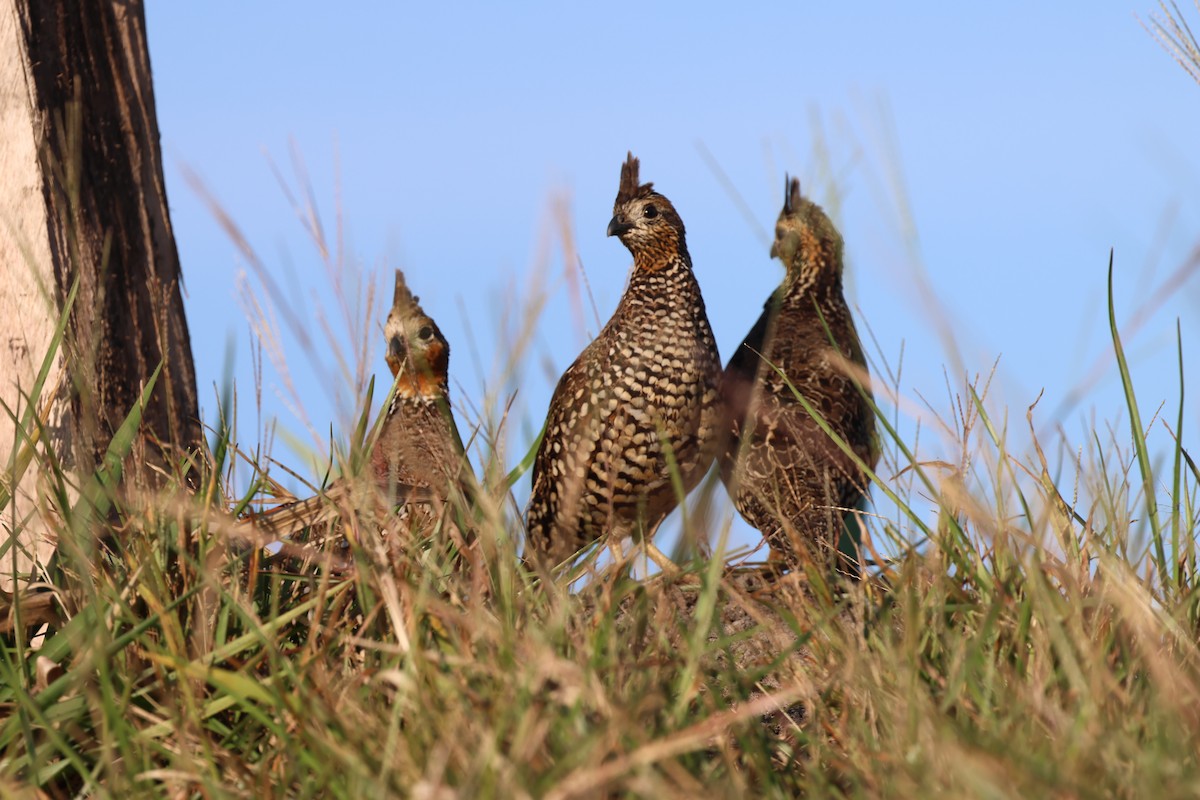 Crested Bobwhite - ML629919780