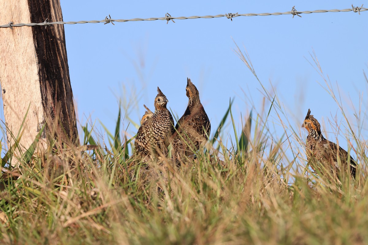 Crested Bobwhite - ML629919783