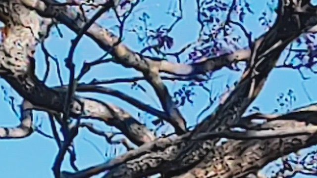 Amakihi familier (virens) - ML629919790