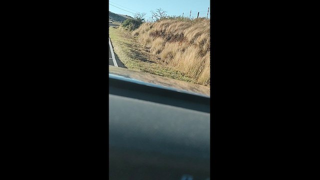 Black Francolin (Eastern) - ML629919849