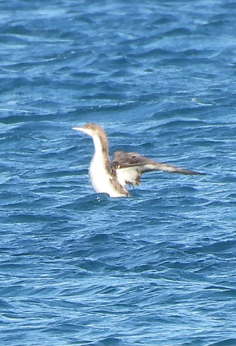 Pacific Loon - ML629919877