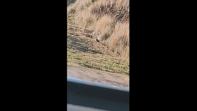 Black Francolin (Eastern) - ML629920002