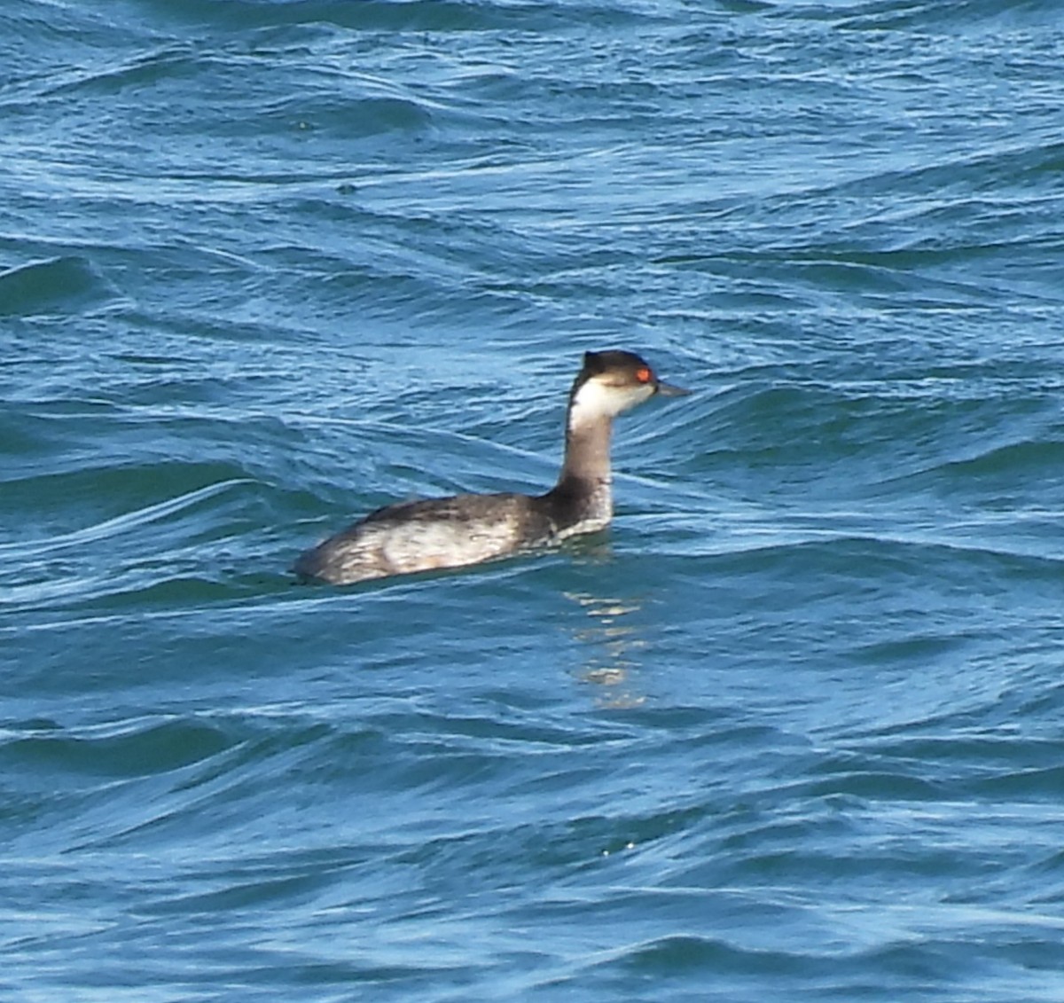 Eared Grebe - ML629920007