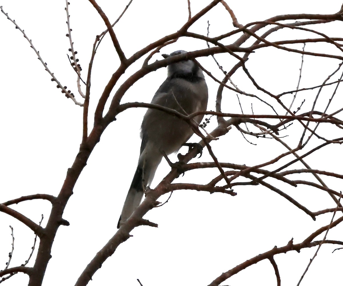 Belted Kingfisher - ML629920053
