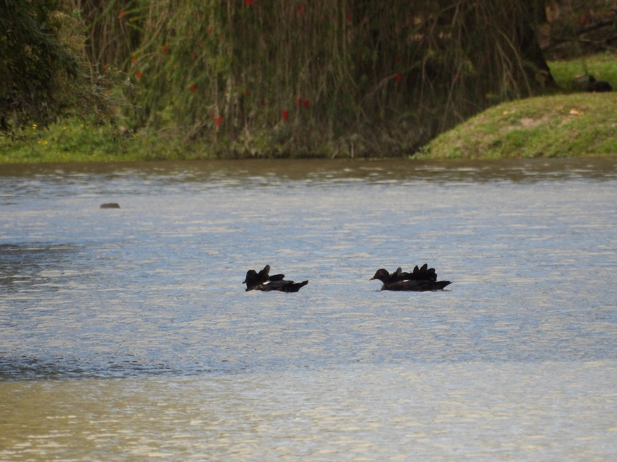 Muscovy Duck (Domestic type) - ML629920255