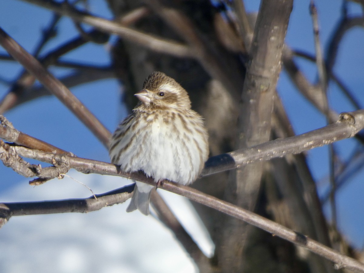 Purple Finch - ML629920263