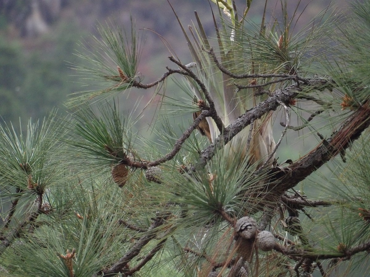 Ivory-billed Woodcreeper - ML629920360