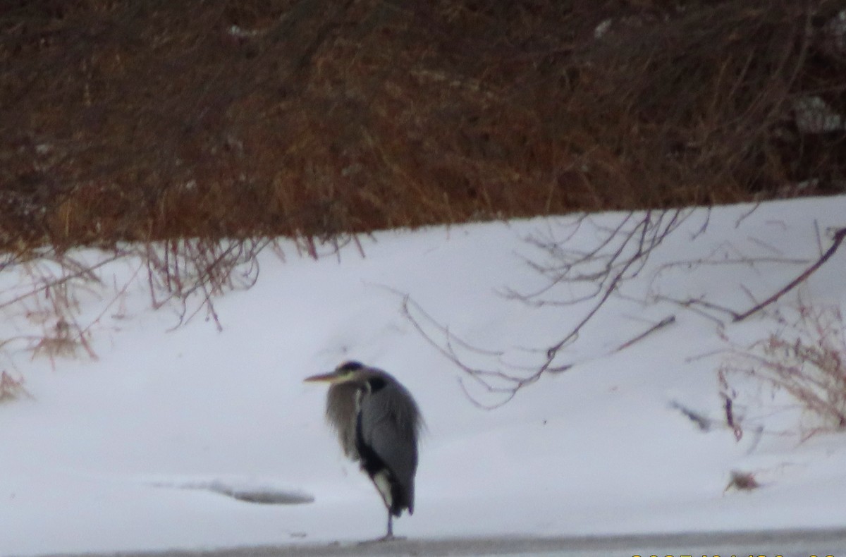 Great Blue Heron - ML629920378