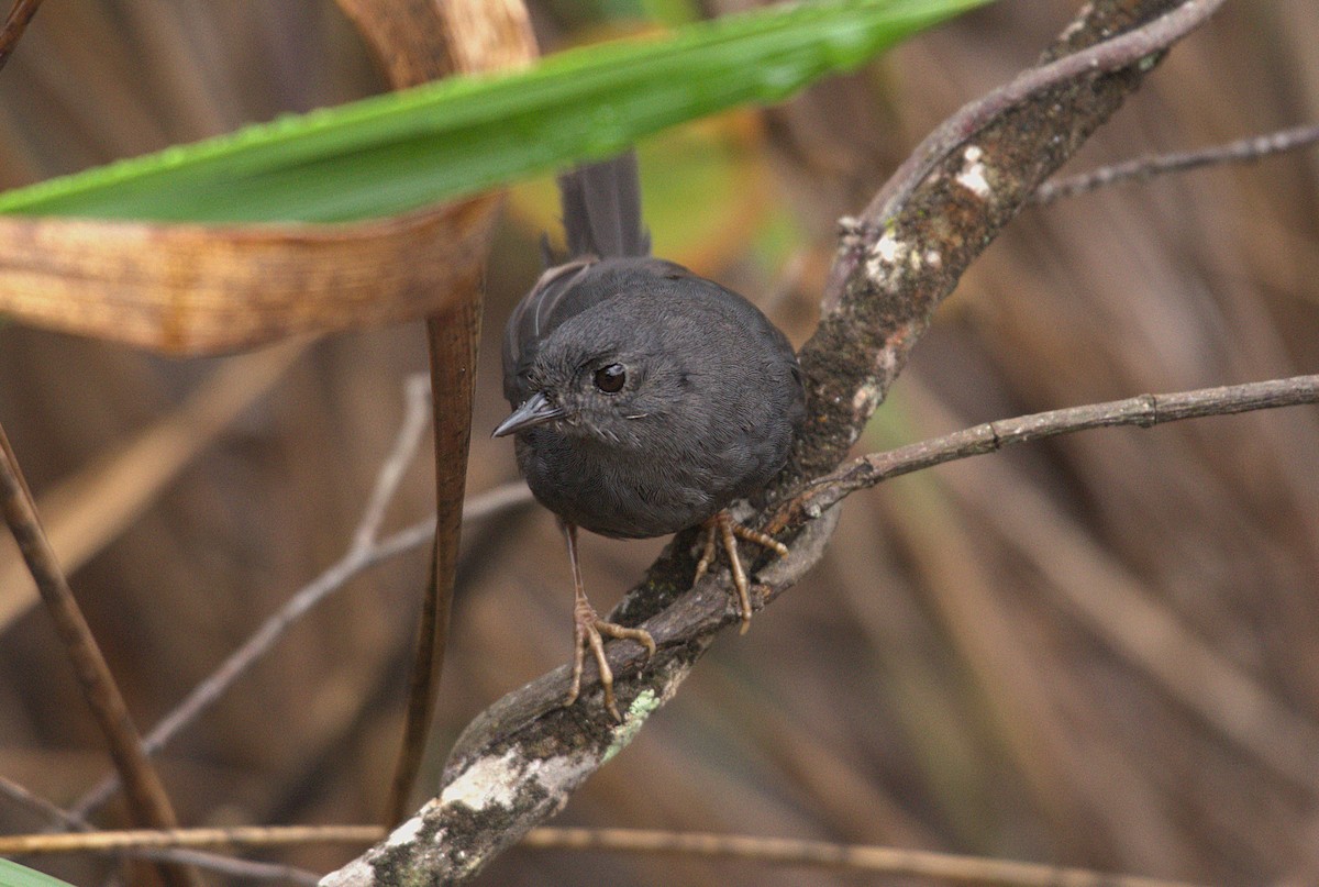 Diamantina Tapaculo - ML629920380
