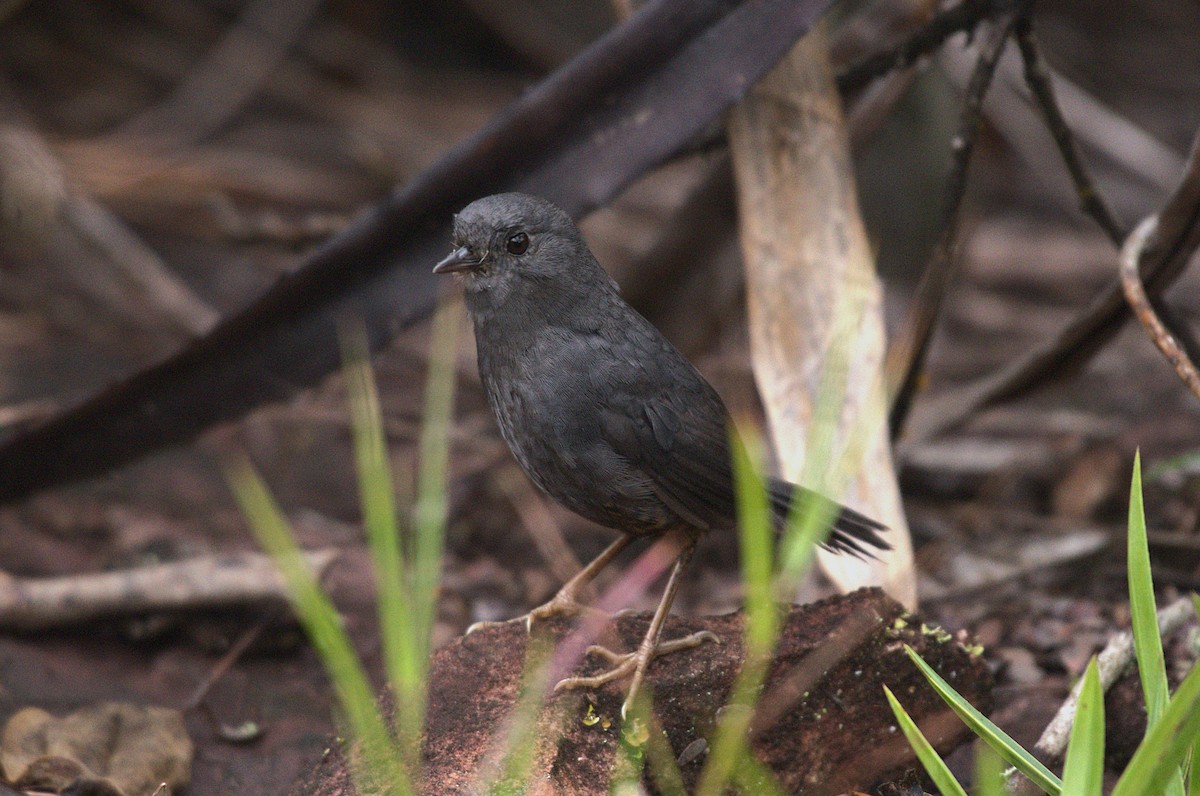 Diamantina Tapaculo - ML629920381