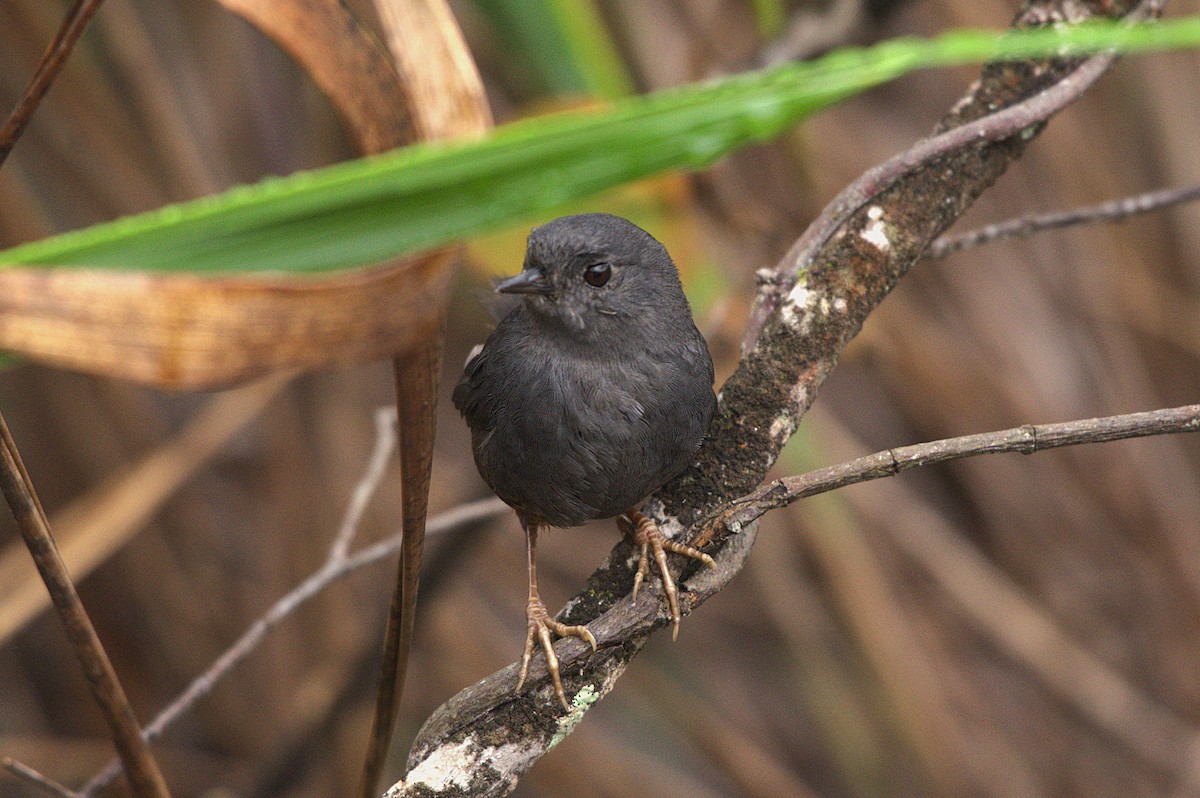 Diamantina Tapaculo - ML629920382