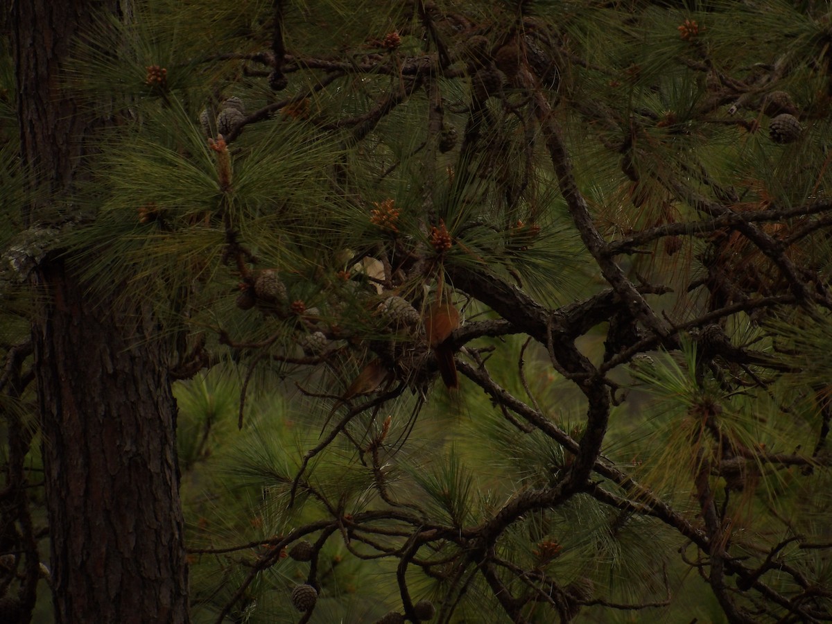 Ivory-billed Woodcreeper - ML629920413