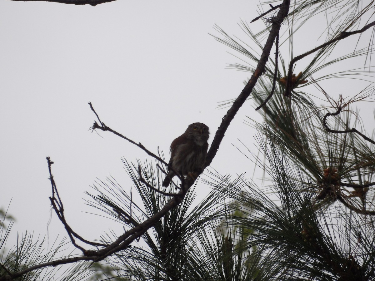 Ferruginous Pygmy-Owl - ML629920451