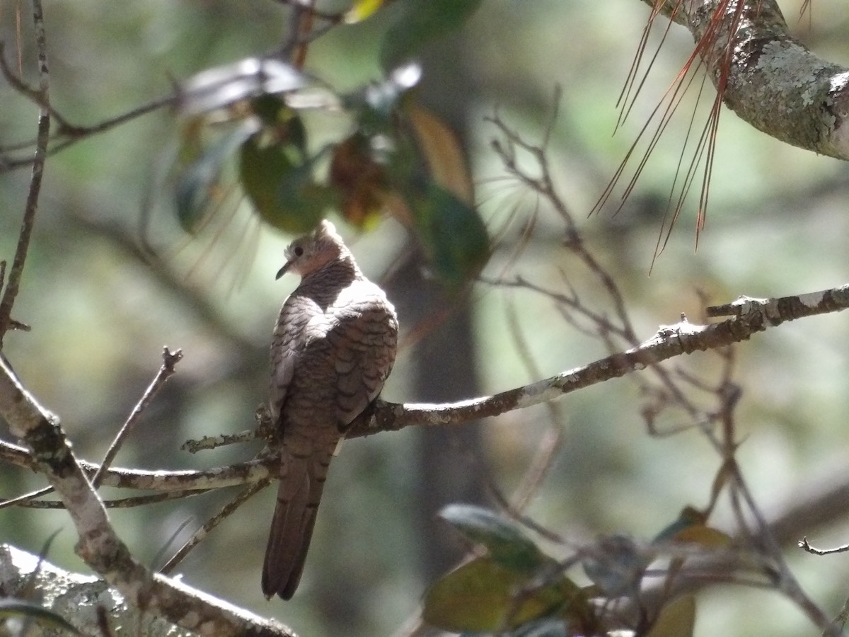 Inca Dove - ML629920495