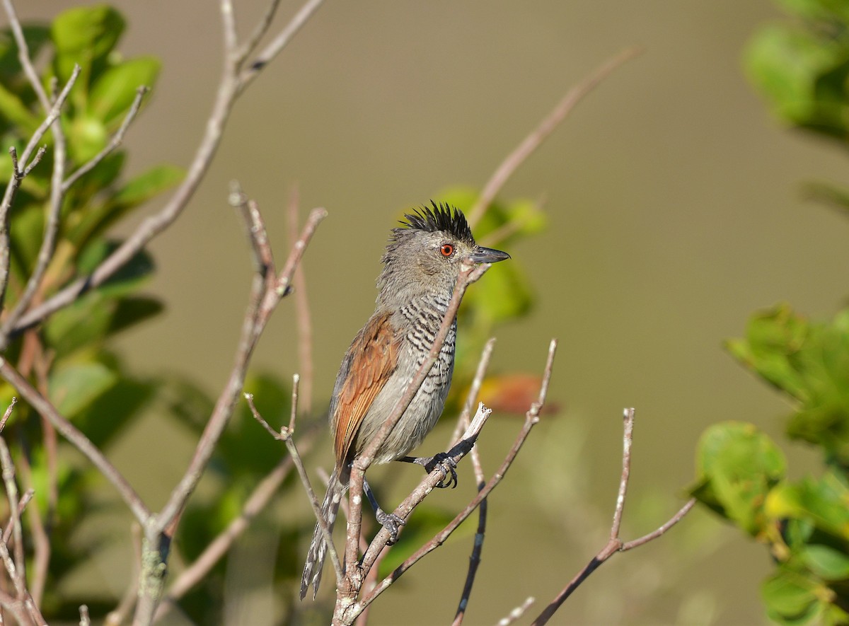 Rufous-winged Antshrike - ML629920513