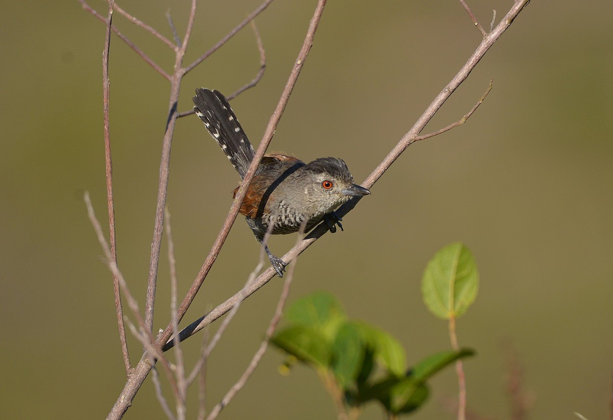 Rufous-winged Antshrike - ML629920514
