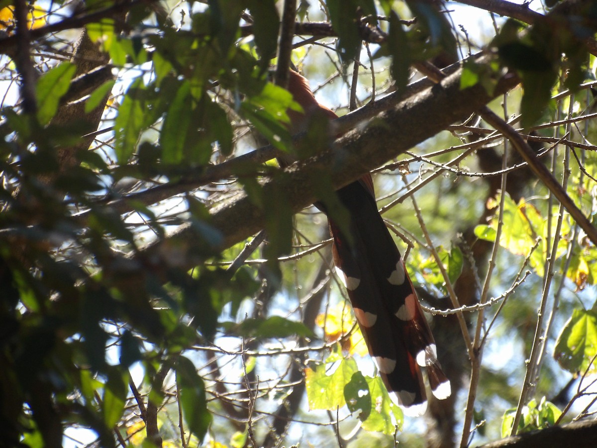 Common Squirrel-Cuckoo - ML629920533