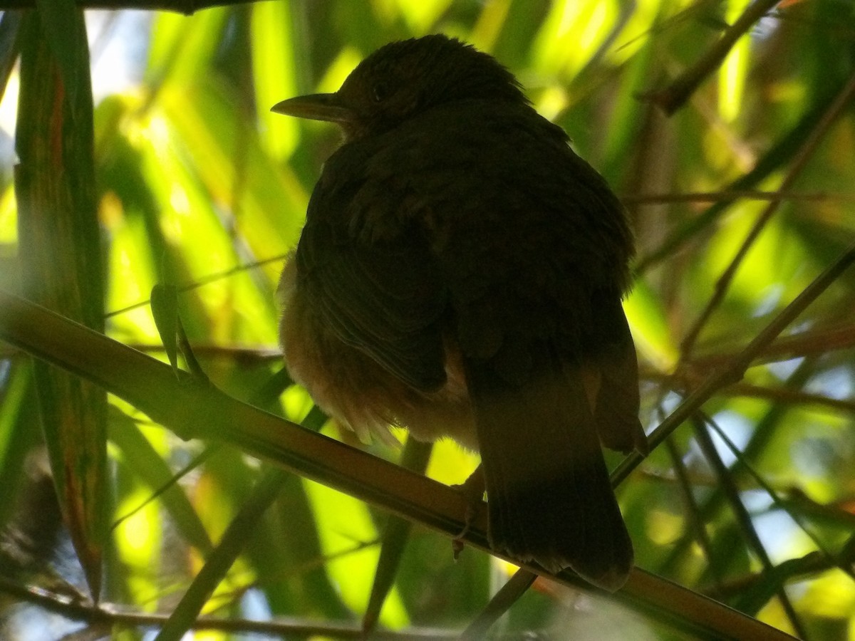 Clay-colored Thrush - ML629920563