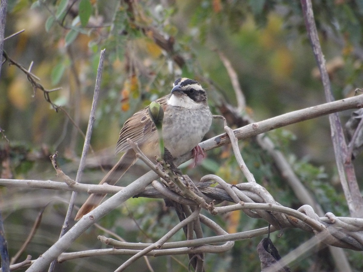 Stripe-headed Sparrow - ML629920607