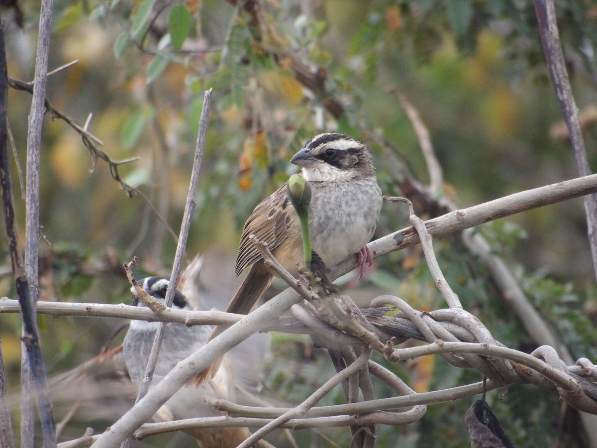 Stripe-headed Sparrow - ML629920608