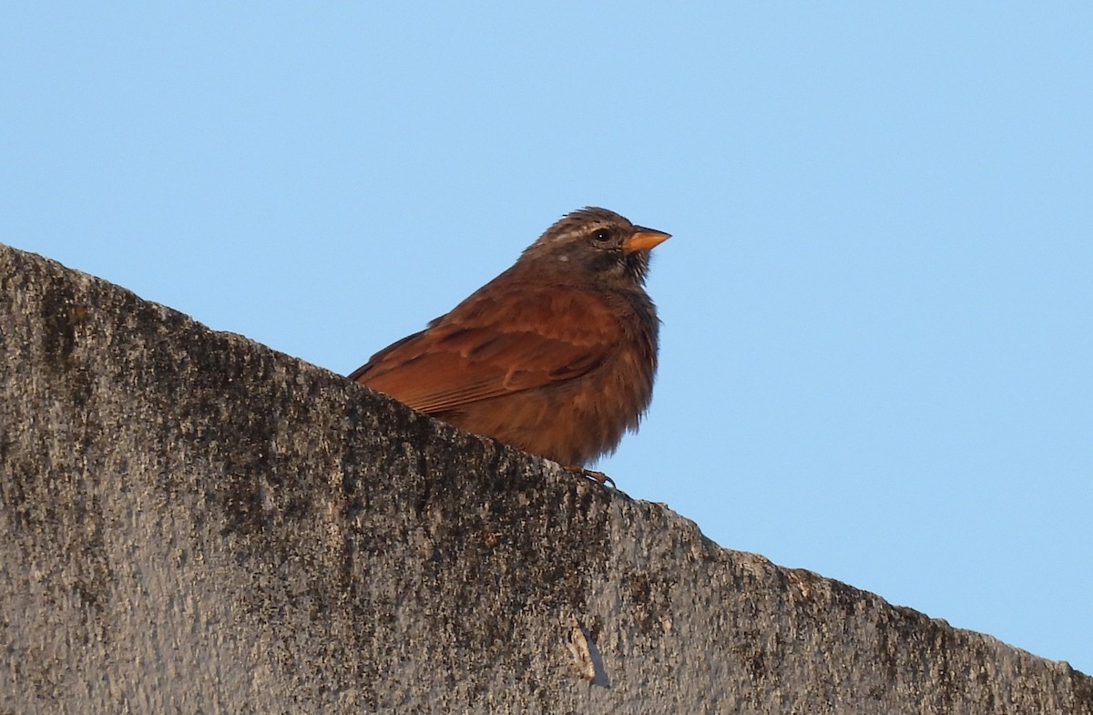 House Bunting - Anonymous