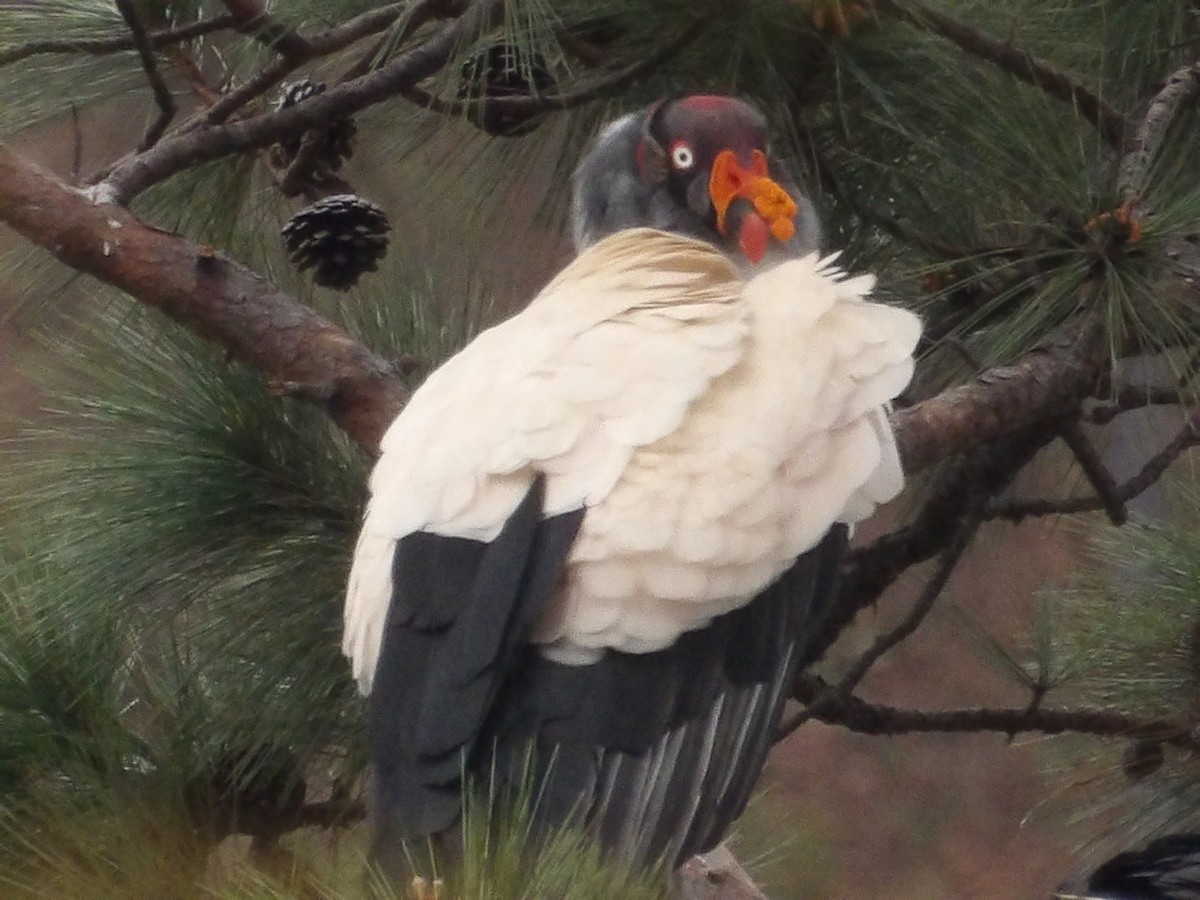 King Vulture - ML629920662
