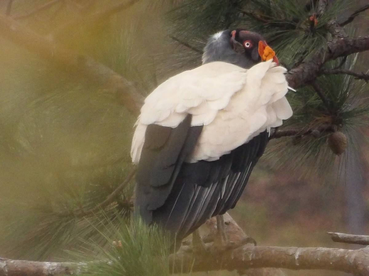 King Vulture - ML629920663