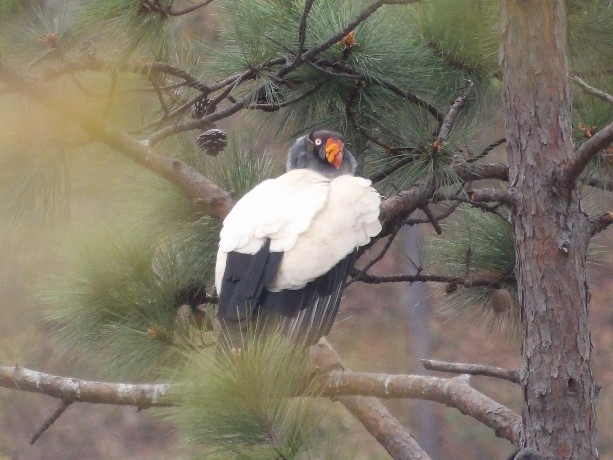 King Vulture - ML629920666