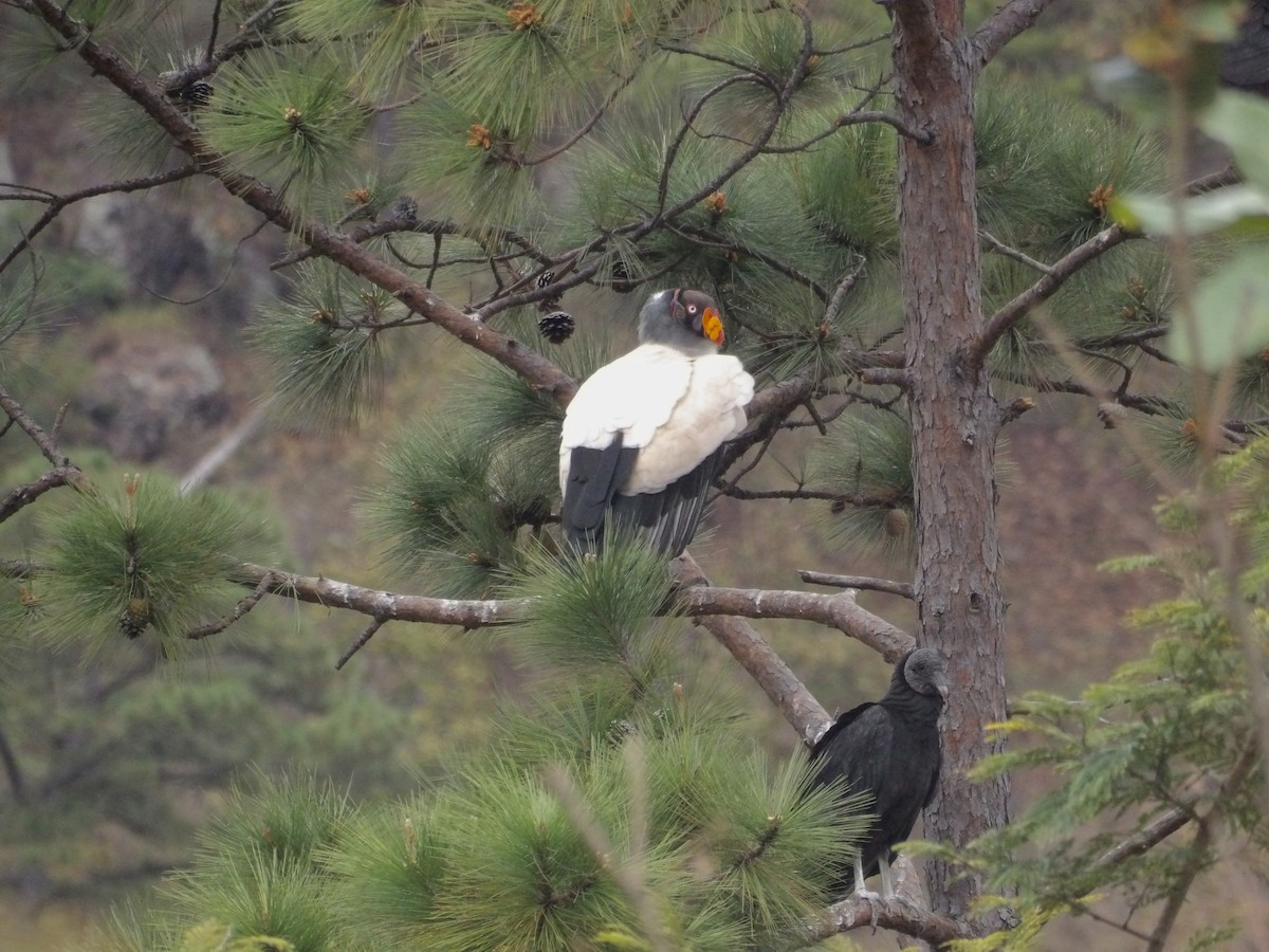King Vulture - ML629920667