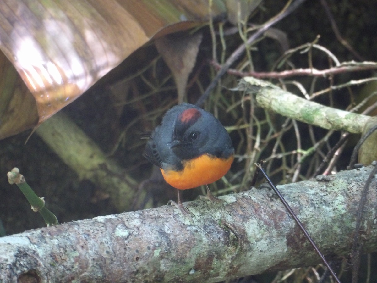 Slate-throated Redstart - ML629920713