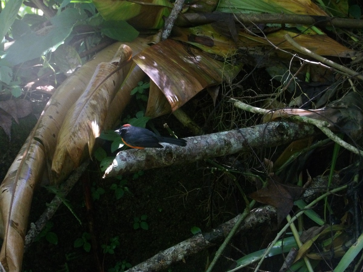 Slate-throated Redstart - ML629920714