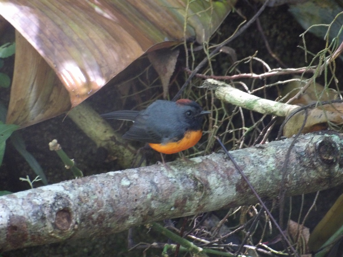 Slate-throated Redstart - ML629920716