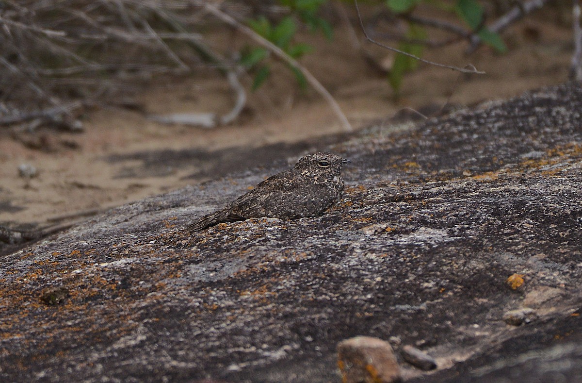 Pygmy Nightjar - ML629920742