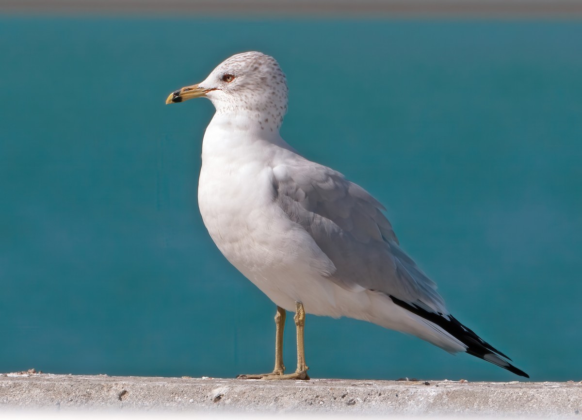 Ring-billed Gull - ML629920819