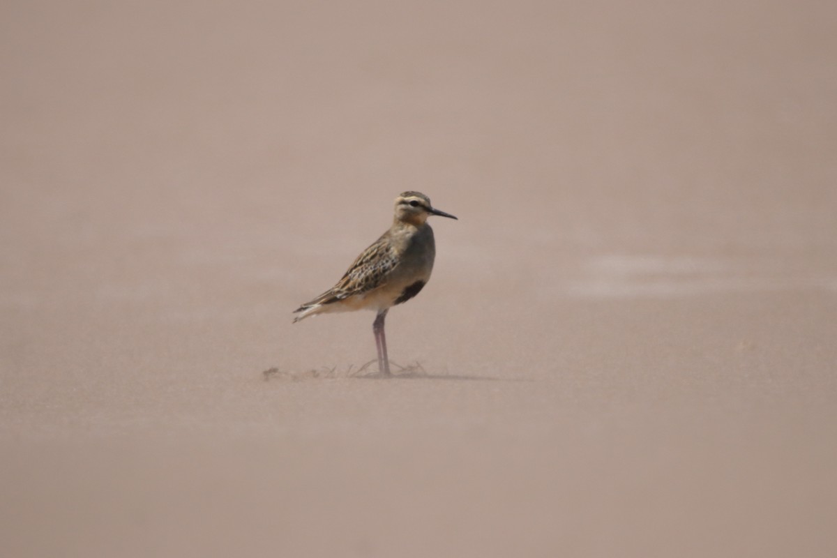Tawny-throated Dotterel - ML629920857