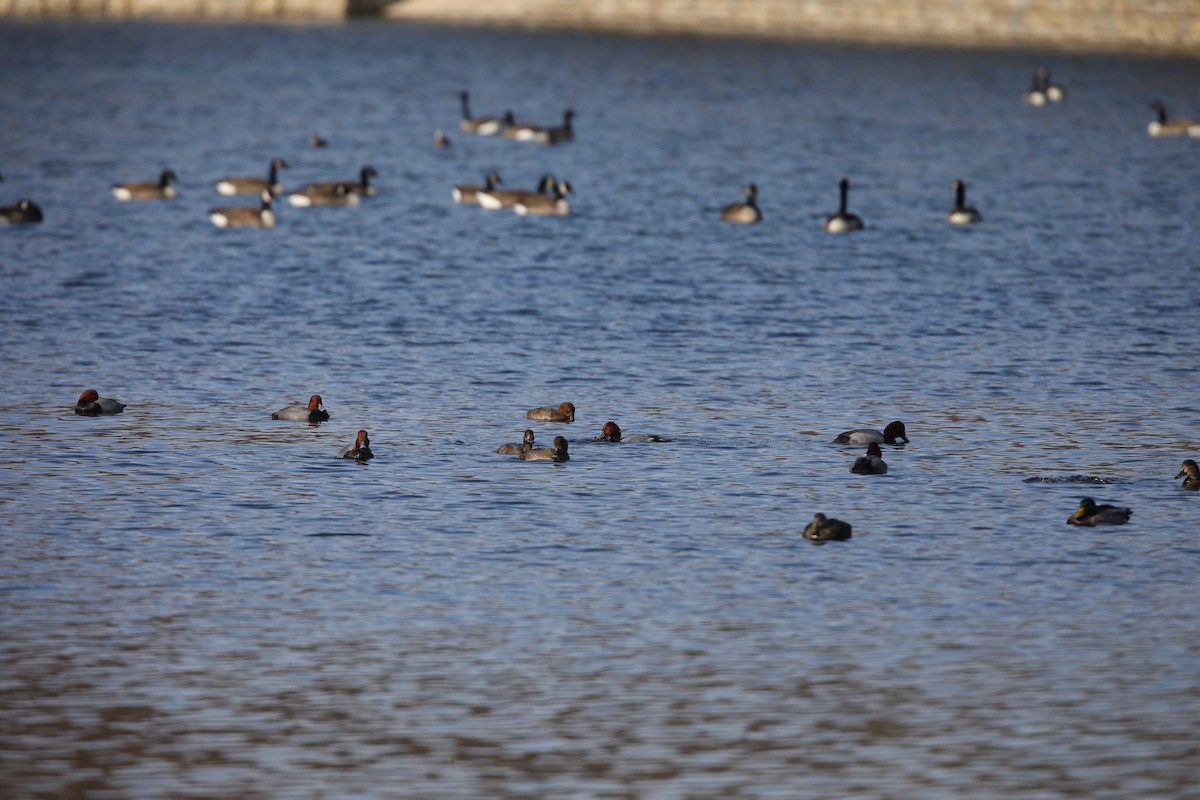 Redhead - ML629920888