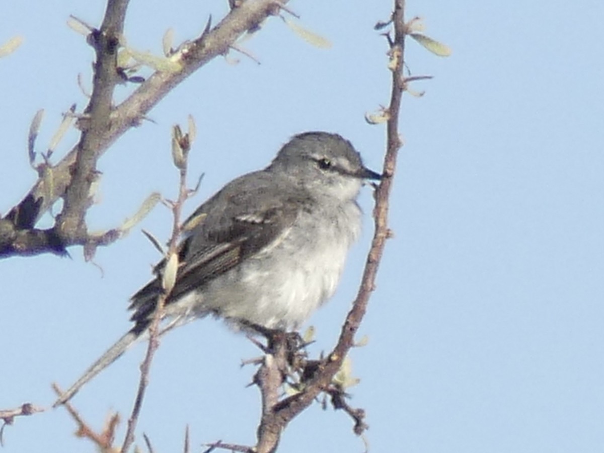 White-crested Tyrannulet (White-bellied) - ML629920909