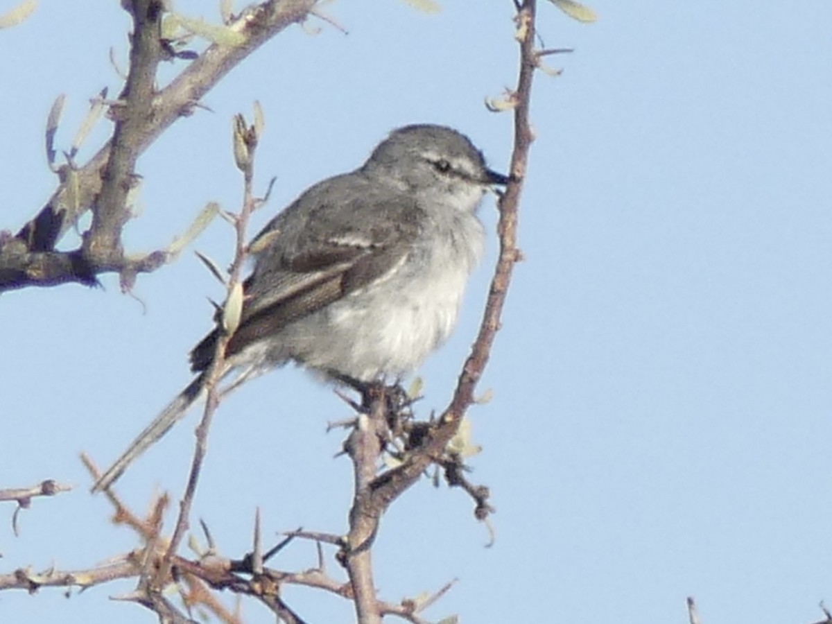 White-crested Tyrannulet (White-bellied) - ML629920910