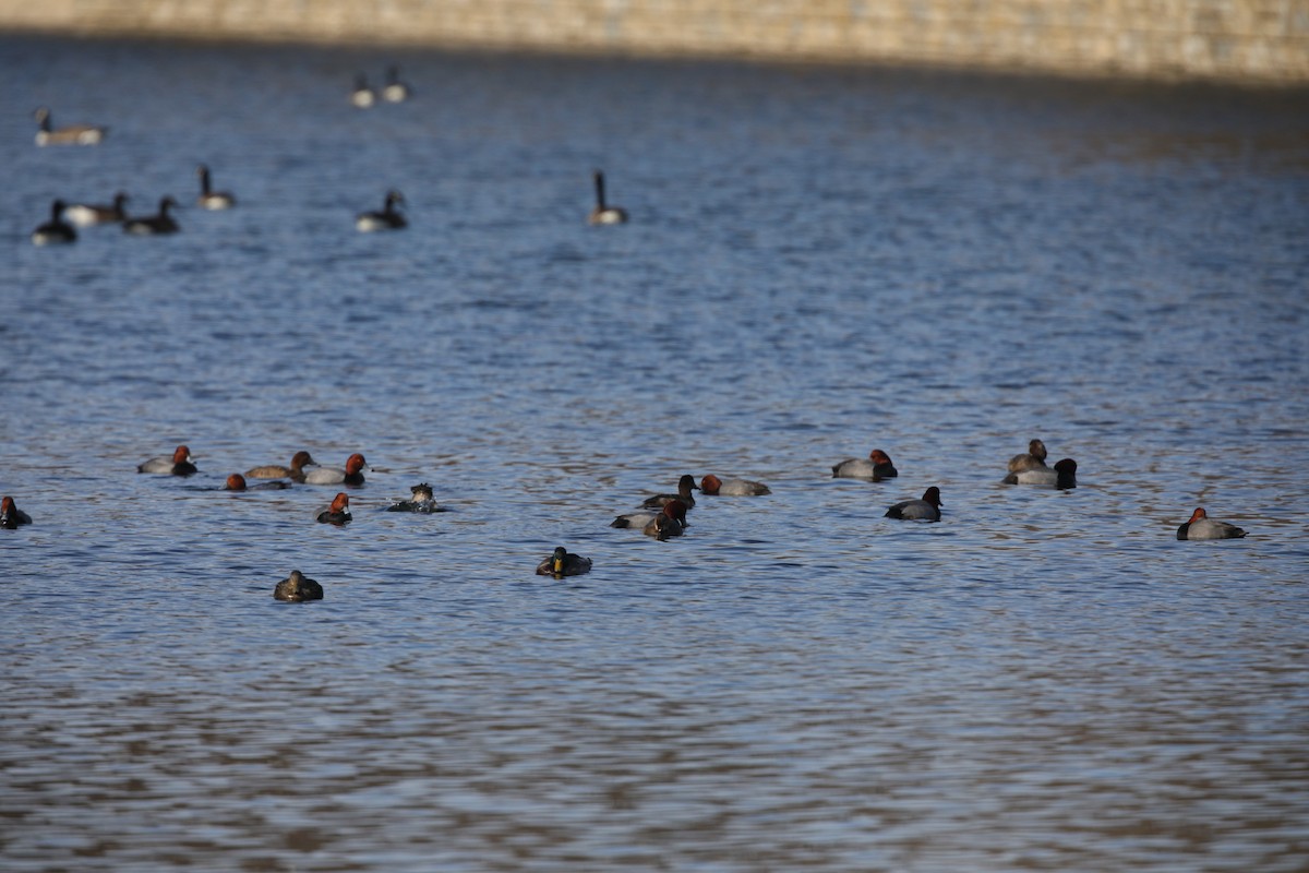 Redhead - ML629921105