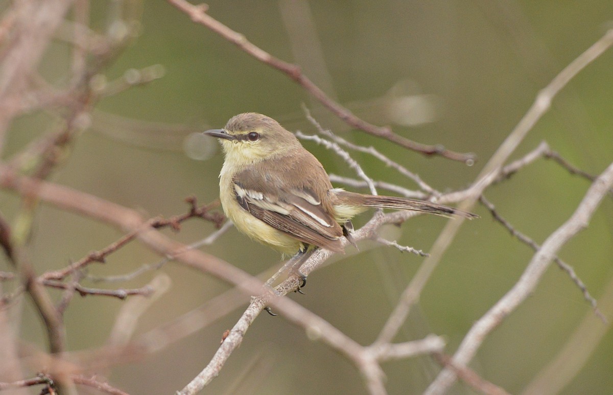 Bahia Wagtail-Tyrant - ML629921257
