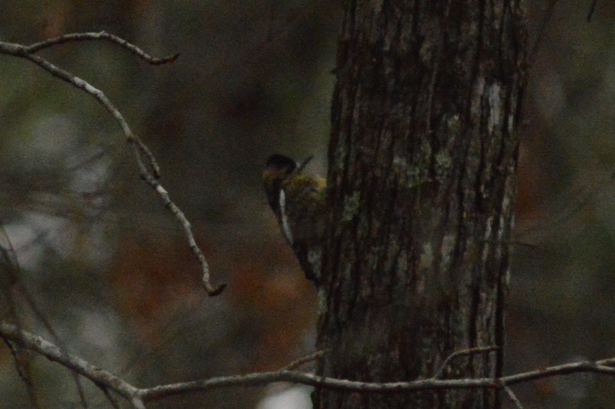 Yellow-bellied Sapsucker - ML629922382