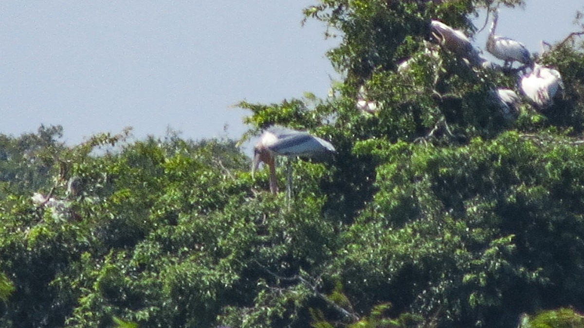 marabu indický - ML629922479