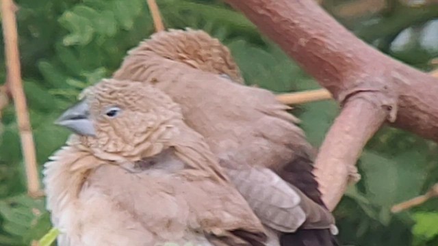 African Silverbill - ML629922624
