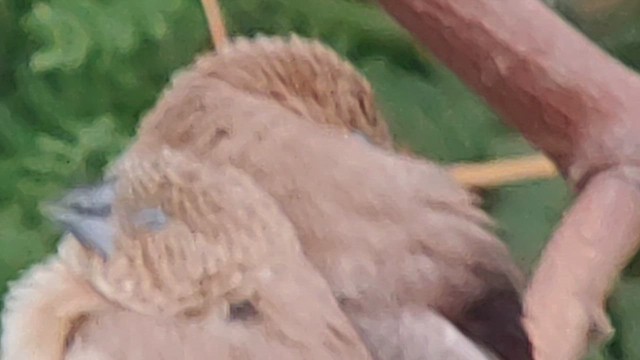 African Silverbill - ML629922632