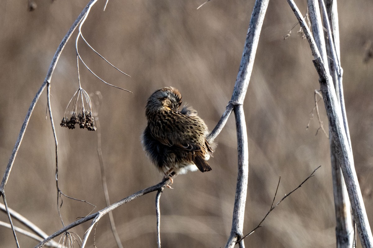 Song Sparrow - ML629922829